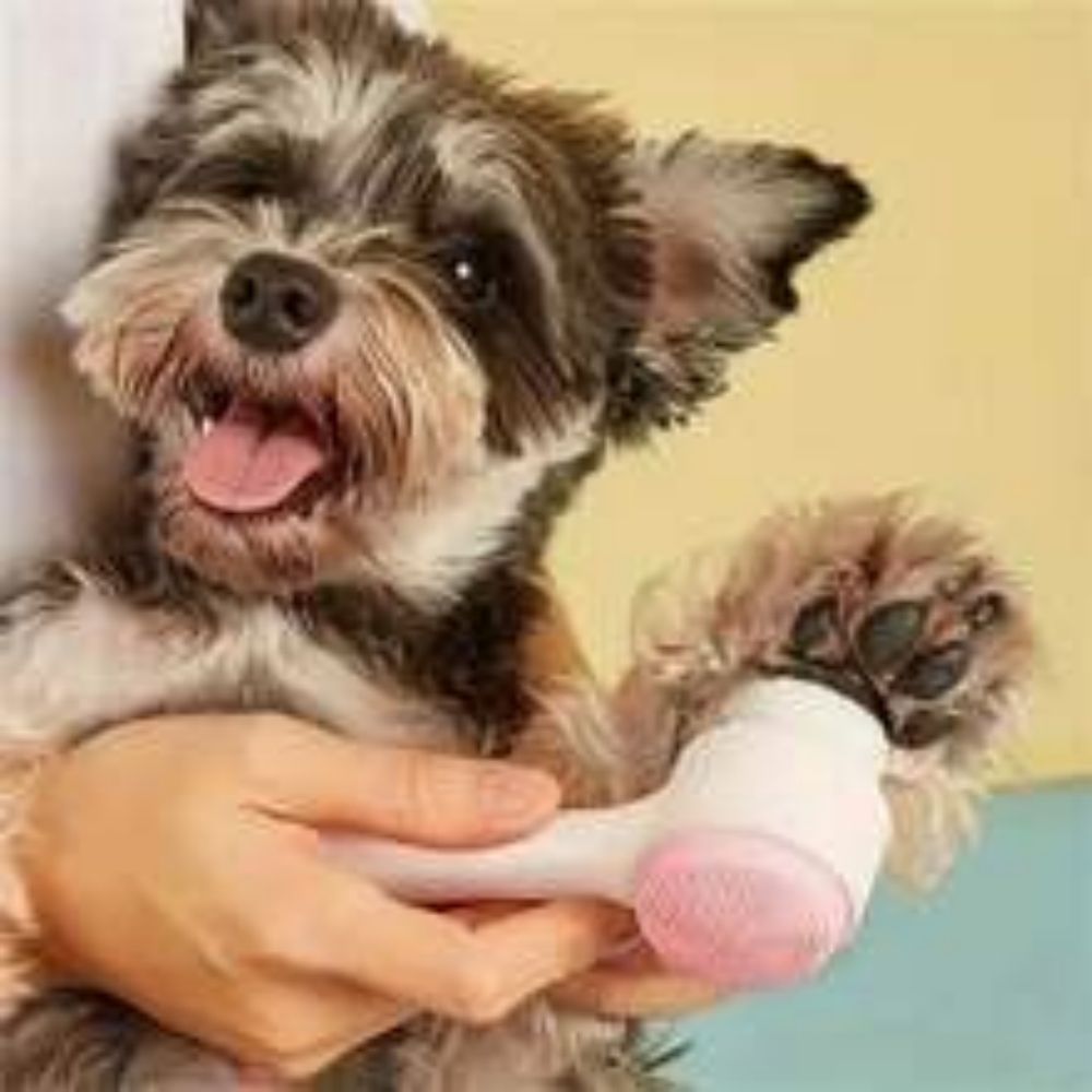 The Ultimate Pet Pampering Experience